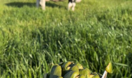 Artichoke heart peeling