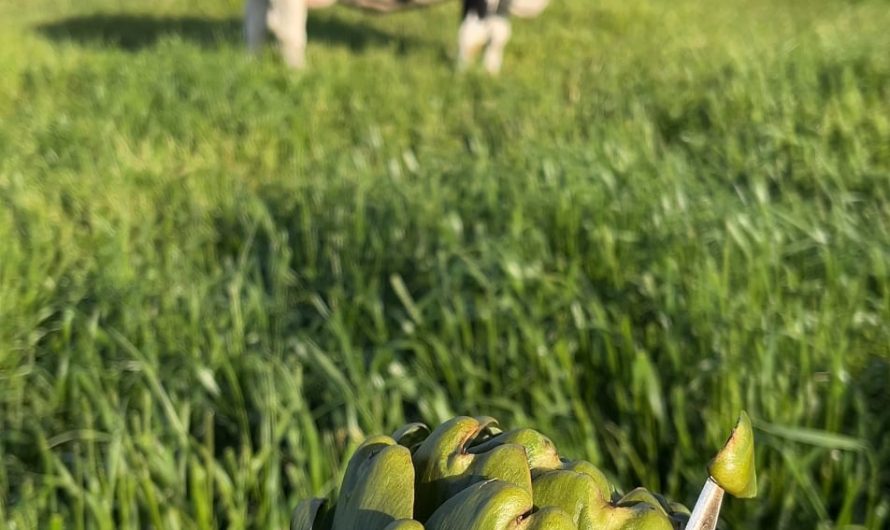 Artichoke heart peeling