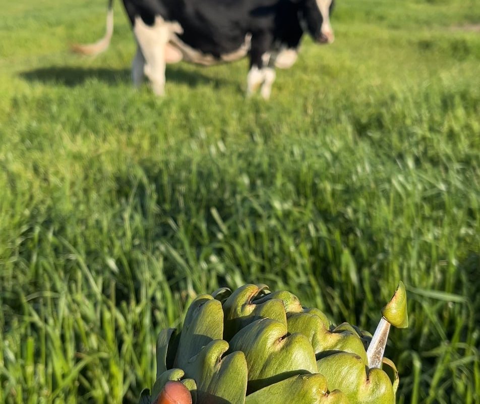 Artichoke heart peeling