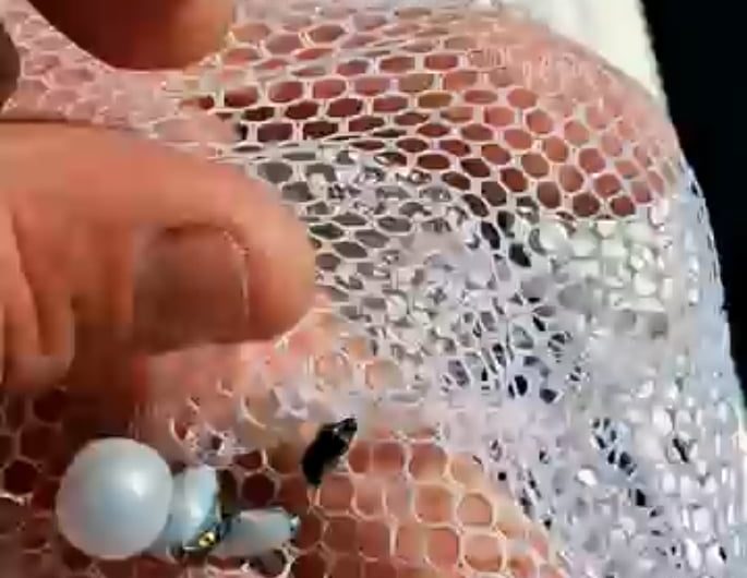 Atlantic smooth puffer fish