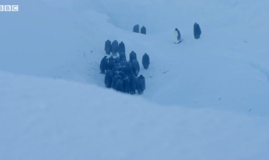 BBC Wildlife Crew Broke the “No-Intervention” Rule to Save Trapped Penguins