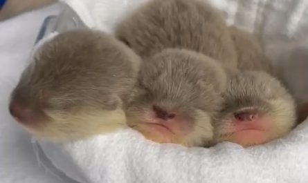 Baby otters chirping!