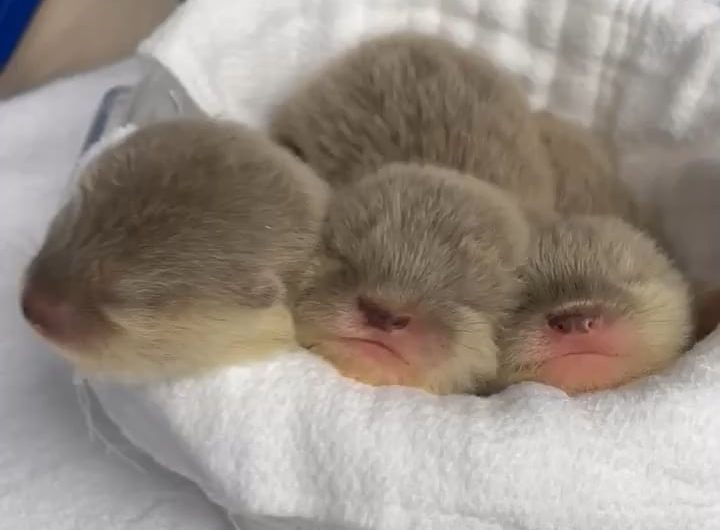 Baby otters chirping!