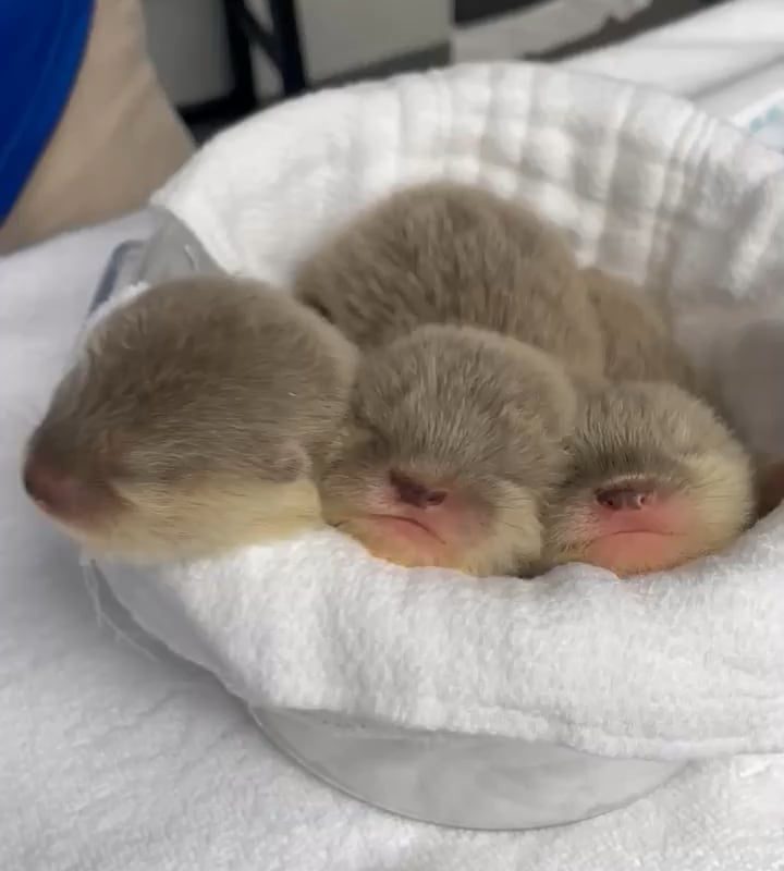 Baby otters chirping!