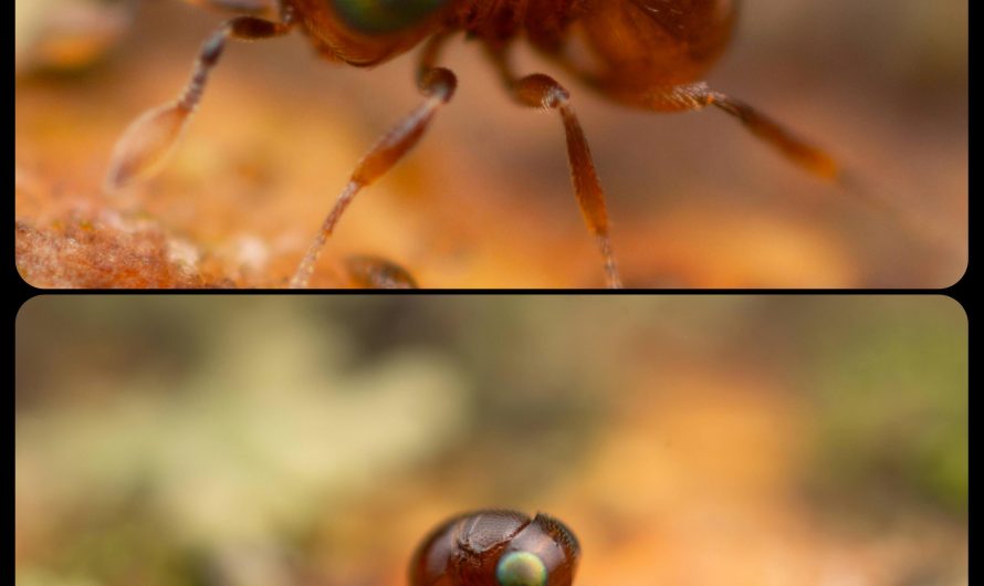 Baeus Wasps: these strange little wasps have flea-like bodies that measure roughly 0.8mm long, which is smaller than a grain of sand, and the females are wingless