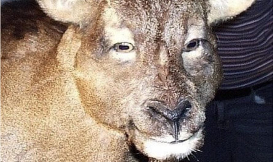 Balearic island cave goat or myotragus balearicus, that went extinct ~3000-4000BCE, is the only known species of goat to have forward facing eyes