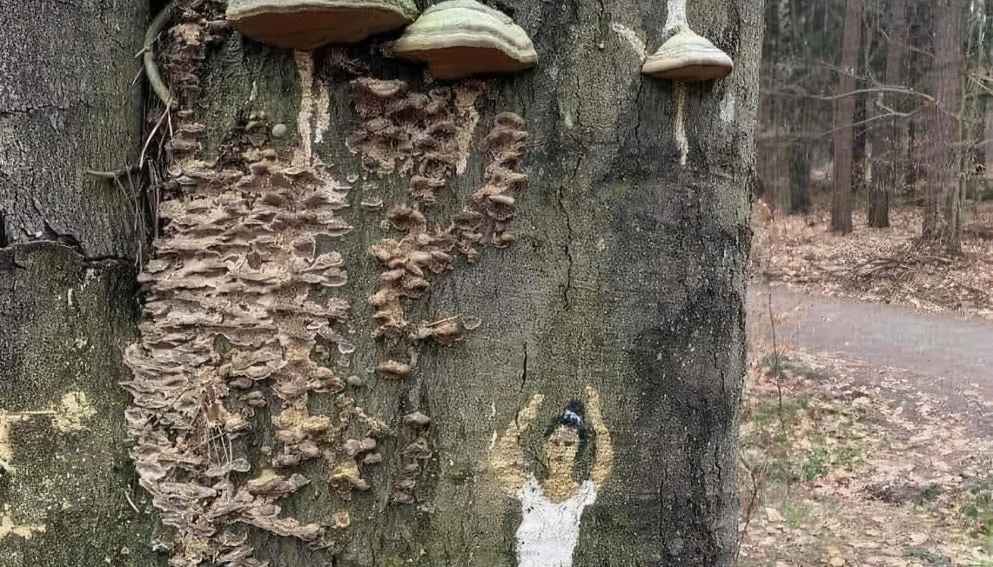 Ballet Fungi Art