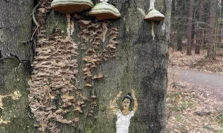Ballet Fungi Art