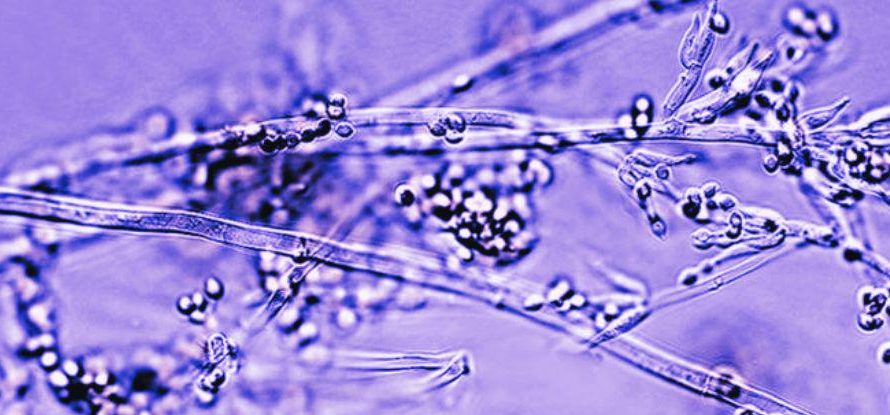 Bandages Made From Living Fungi