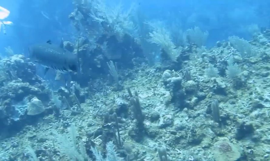 Barracuda devours lionfish