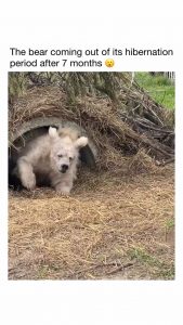 Bear comes out of hibernation