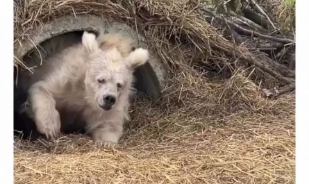 Bear comes out of hibernation