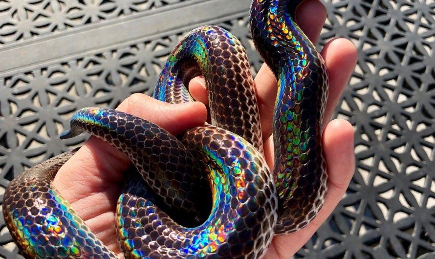 Beautiful Sunbeam Snake