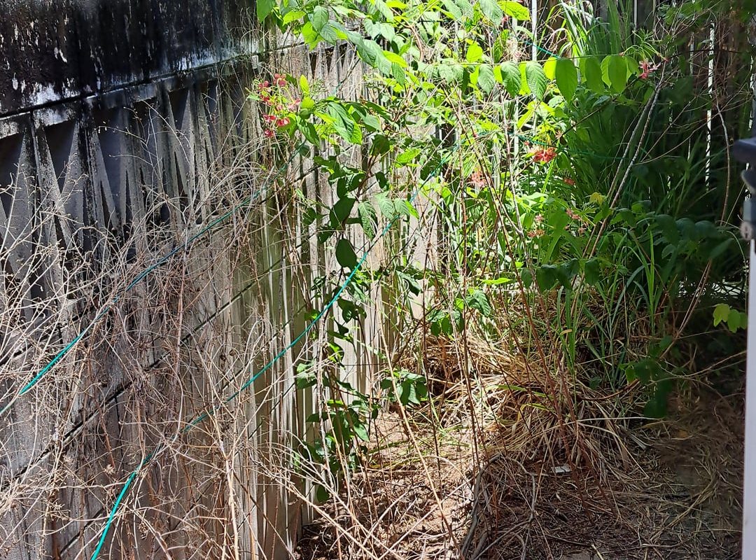 Before and After of the overgrown passage behind my unit