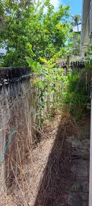 Before and After of the overgrown passage behind my unit