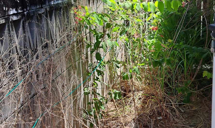 Before and After of the overgrown passage behind my unit