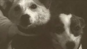 Belka & Strelka..