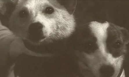 Belka & Strelka..