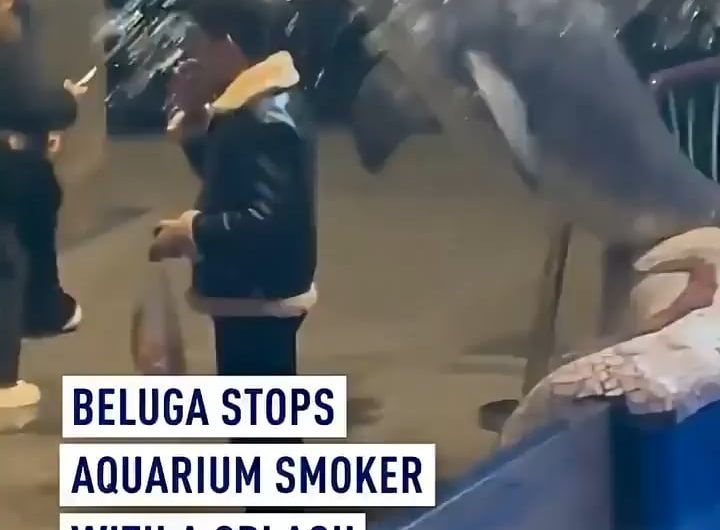 Beluga stops aquarium smoker with a splash