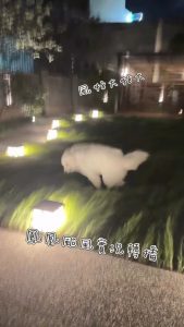 Besides the cloud being blown around, the long grass is mesmerising