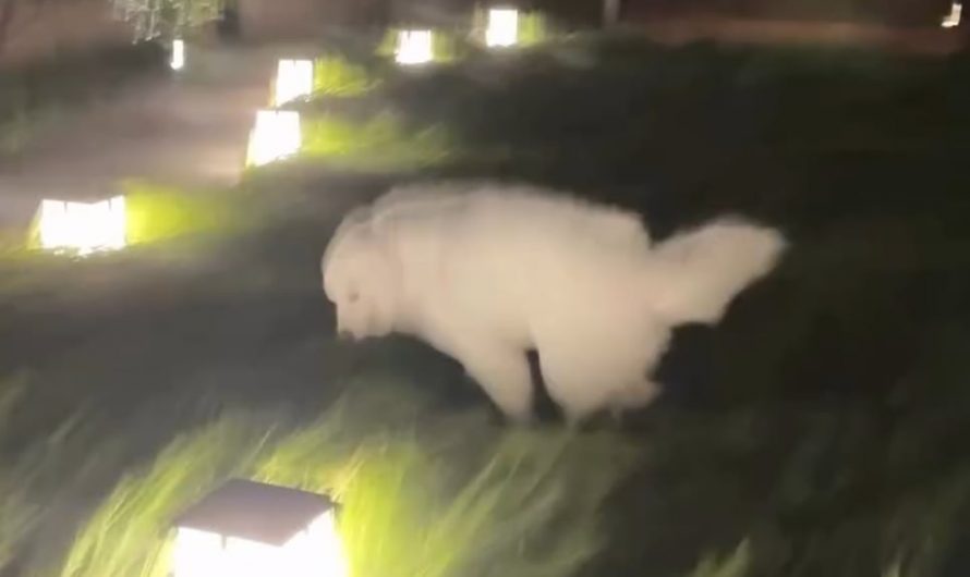 Besides the cloud being blown around, the long grass is mesmerising