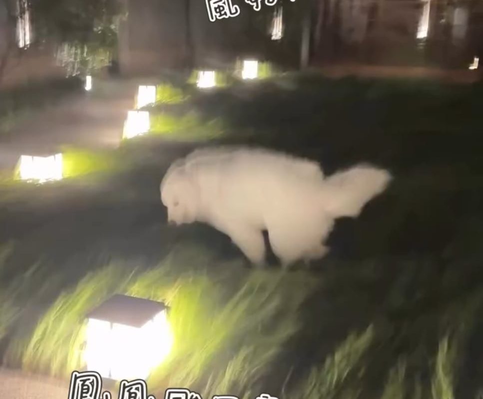 Besides the cloud being blown around, the long grass is mesmerising