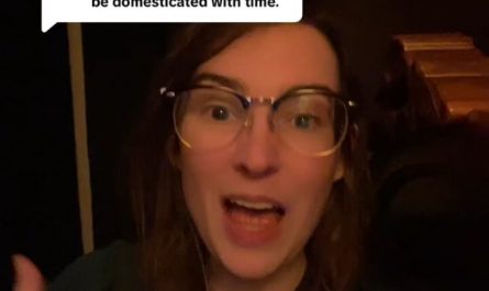 Biologist explains why raccoons will never be domesticated