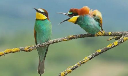 Birds Having An Argument.