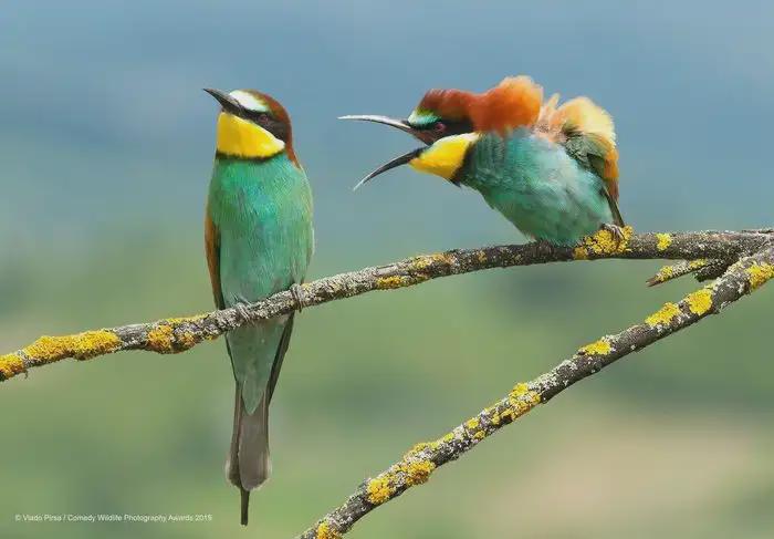 Birds Having An Argument.