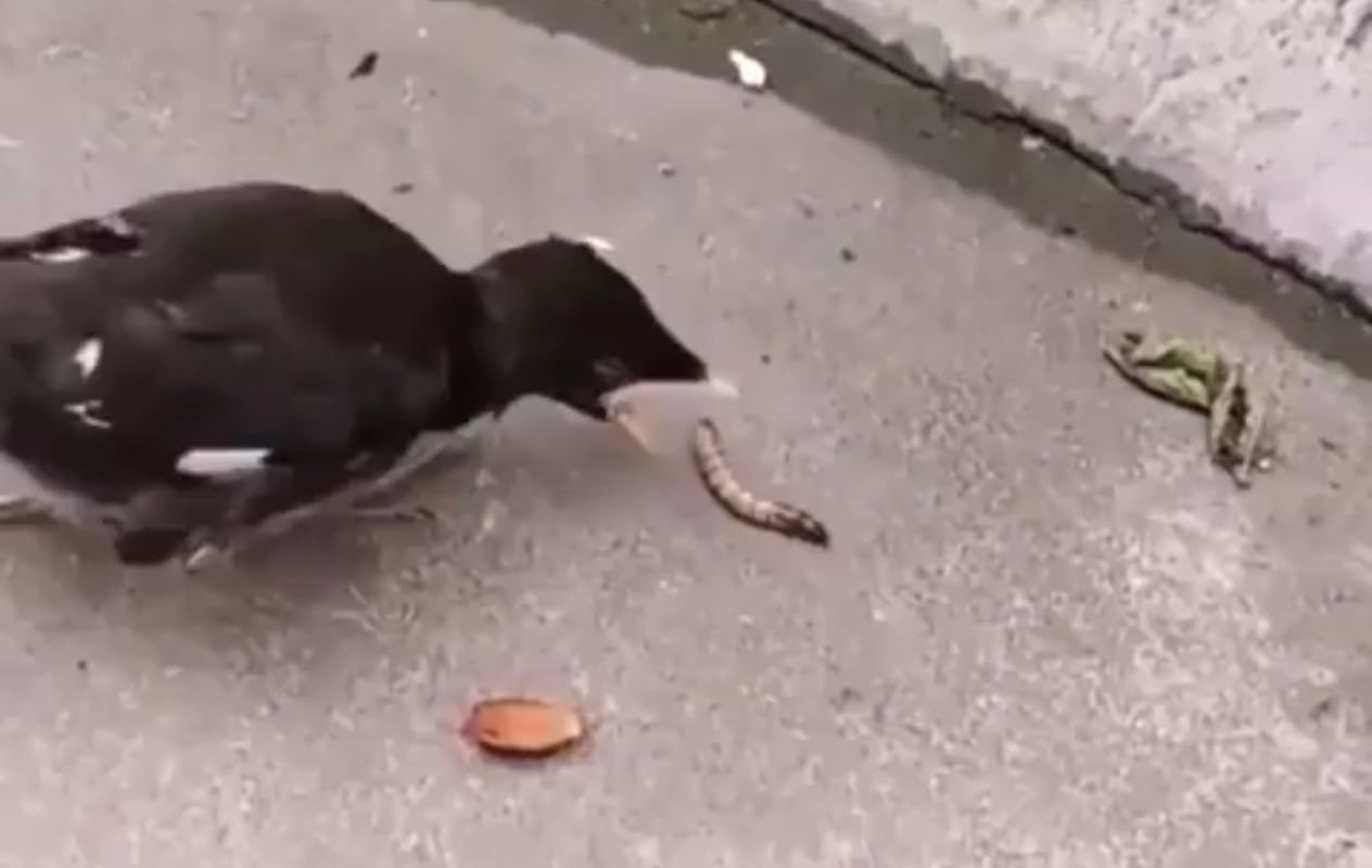 Birds grow up being fed, so self-feeding can feel confusing at first.