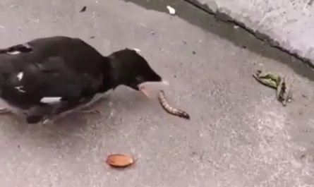 Birds grow up being fed, so self-feeding can feel confusing at first.