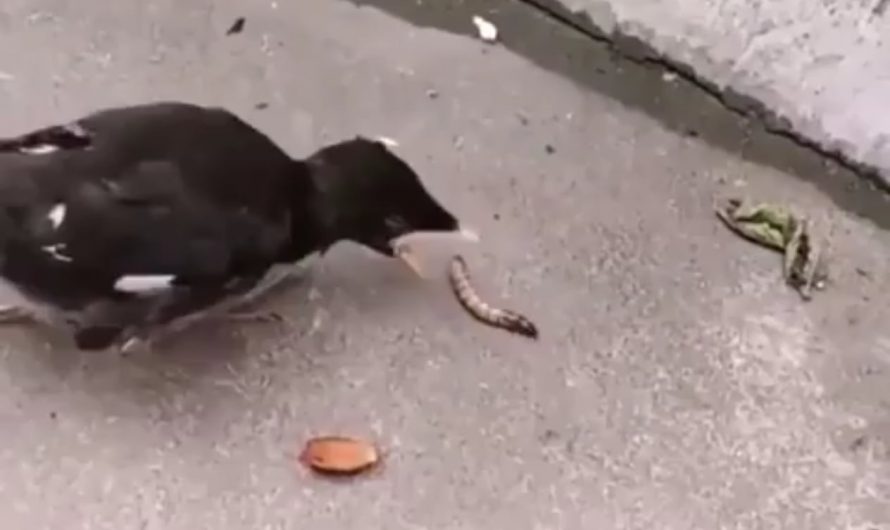 Birds grow up being fed, so self-feeding can feel confusing at first.