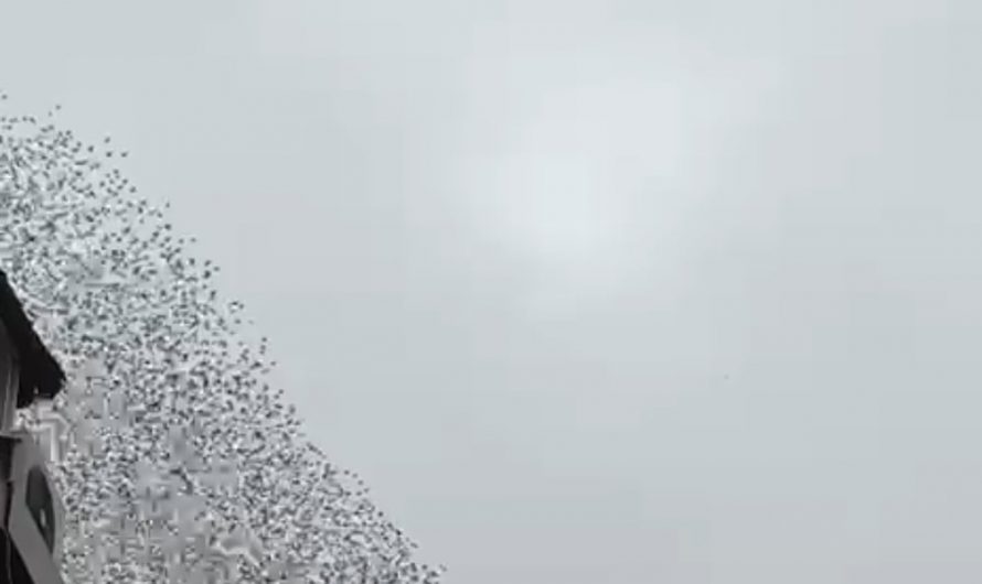 Birds in Eskişehir,Turkey.