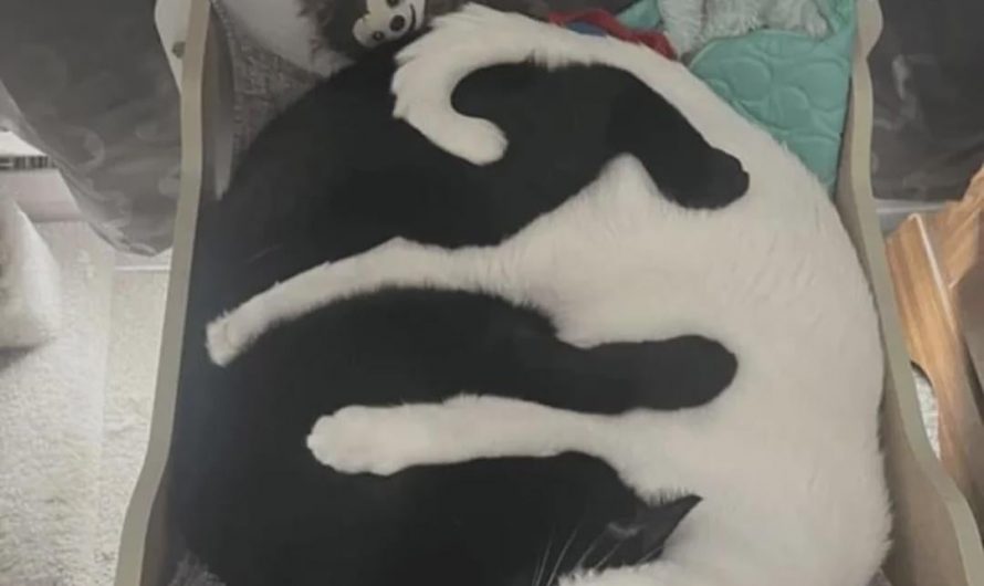 Black and white cats in absolute perfect harmony.