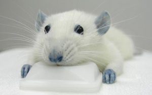 Blue M&Ms colouring can help mend spinal injuries. [More info in comments]