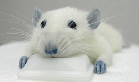 Blue M&Ms colouring can help mend spinal injuries. [More info in comments]