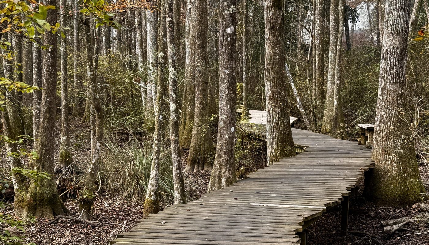 Boardwalk winding through the forest