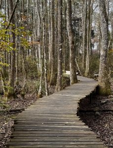 Boardwalk winding through the forest
