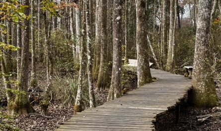 Boardwalk winding through the forest