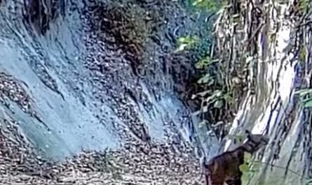 Bobcat slaps birb midair.