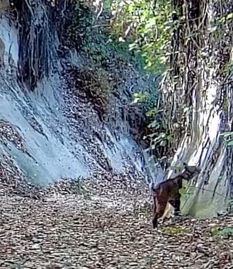Bobcat slaps birb midair.