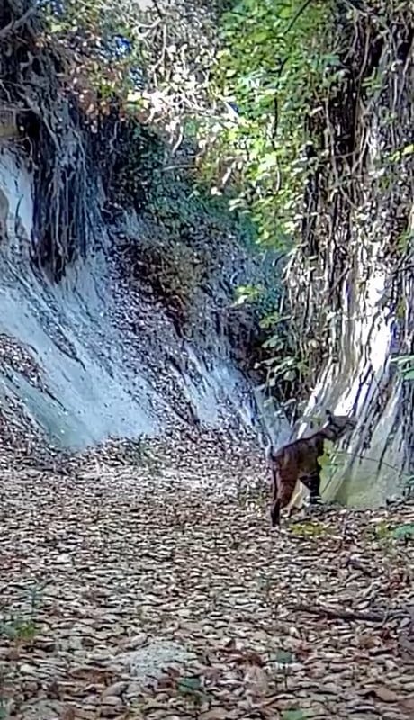 Bobcat slaps birb midair.