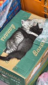 Bodega Kittens Taking a Nap