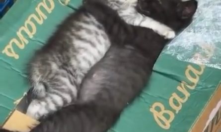 Bodega Kittens Taking a Nap