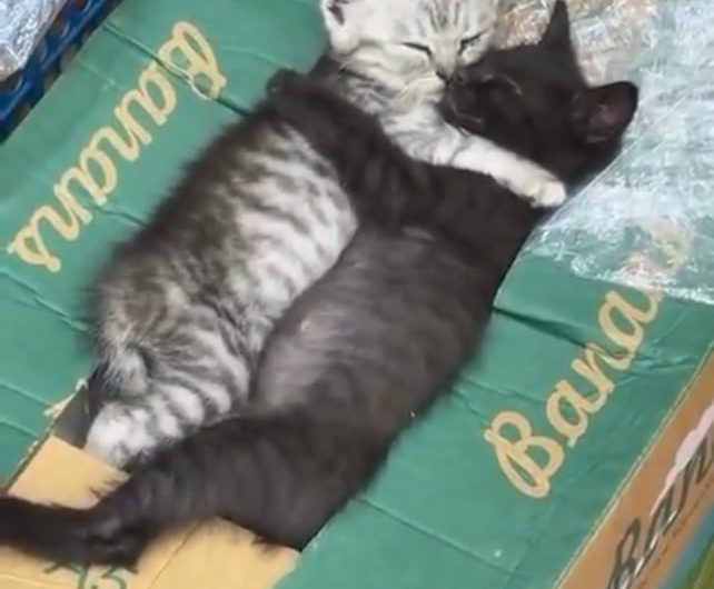 Bodega Kittens Taking a Nap