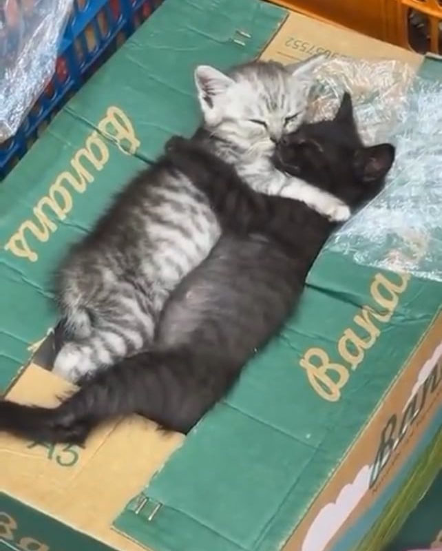 Bodega Kittens Taking a Nap