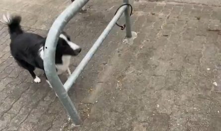 Border Collie jumping through the gaps