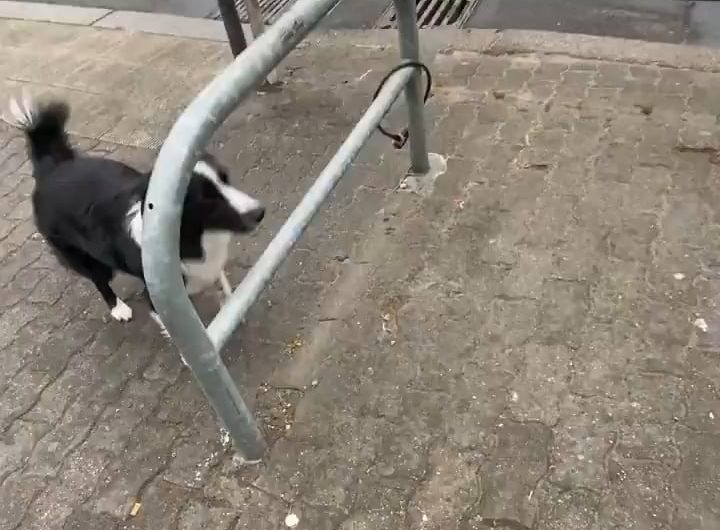 Border Collie jumping through the gaps