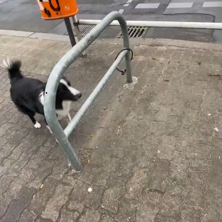 Border Collie jumping through the gaps