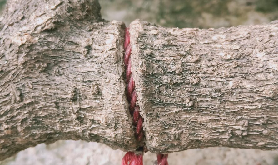 Branch grew around the rope